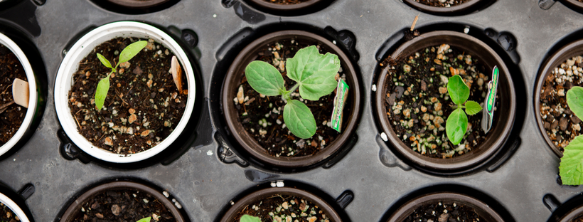 Seedlings in a tray