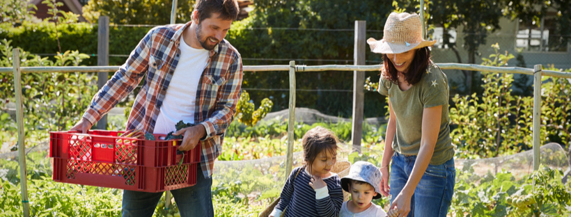 Young family harvesting produce from garden